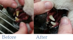 Before and After Dental