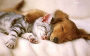 Cats And Dogs Hugging